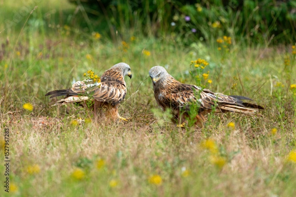 Obraz Milan royal,Milvus milvus , Red Kite