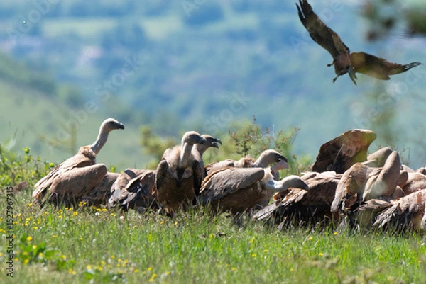 Obraz Vautour fauve,
Gyps fulvus, Griffon Vulture, Parc naturel régional des grands causses 48, Lozere, France