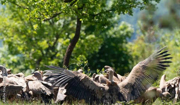 Obraz Vautour fauve,
Gyps fulvus, Griffon Vulture, Parc naturel régional des grands causses 48, Lozere, France