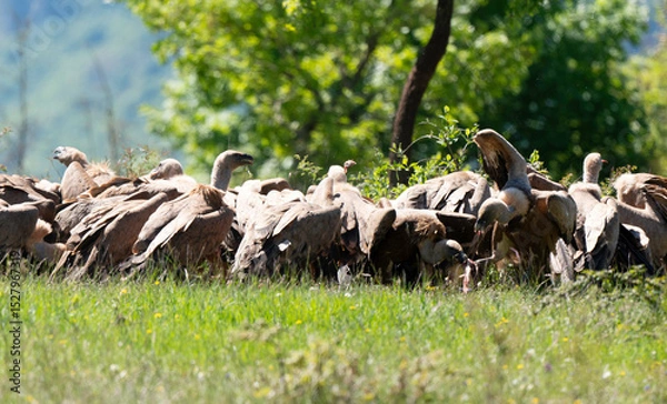 Obraz Vautour fauve,
Gyps fulvus, Griffon Vulture, Parc naturel régional des grands causses 48, Lozere, France