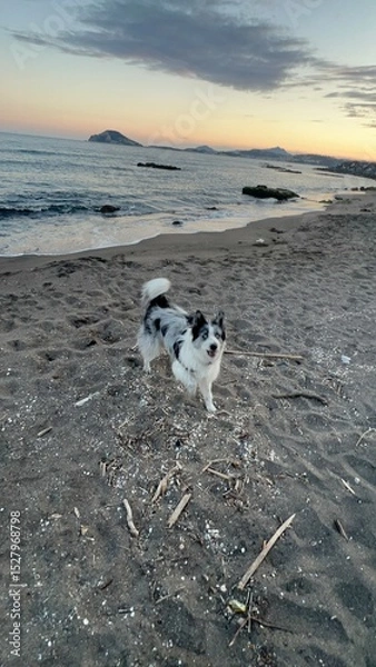Obraz Cane sulla spiaggia