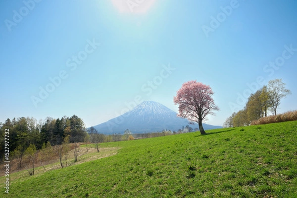 Obraz 羊蹄山と桜の風景 北海道ニセコエリア 望羊の丘
