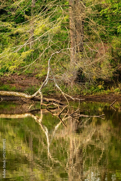 Fototapeta Fallen tree on lake shoreline