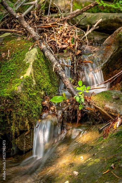 Fototapeta Running creek in foest with lush foliage