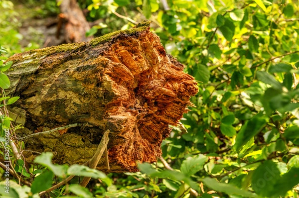 Fototapeta Tree trunk stump