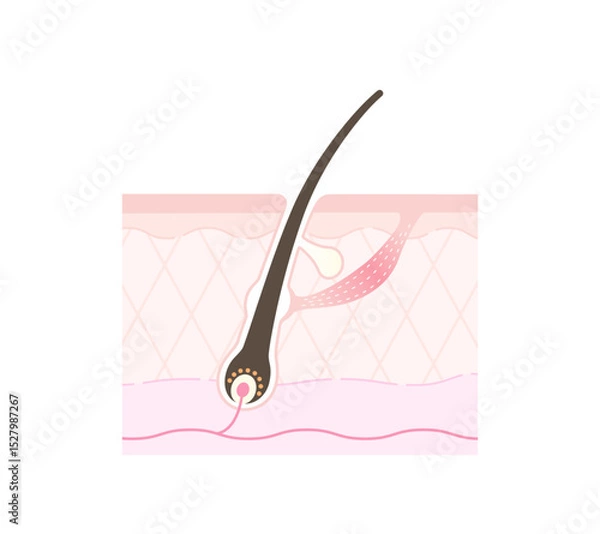 Obraz 毛根の断面図