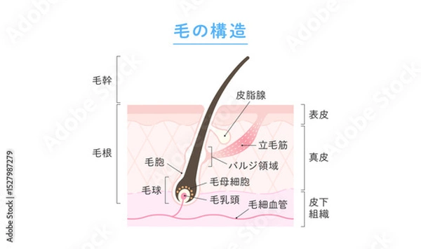 Fototapeta 毛の構造
