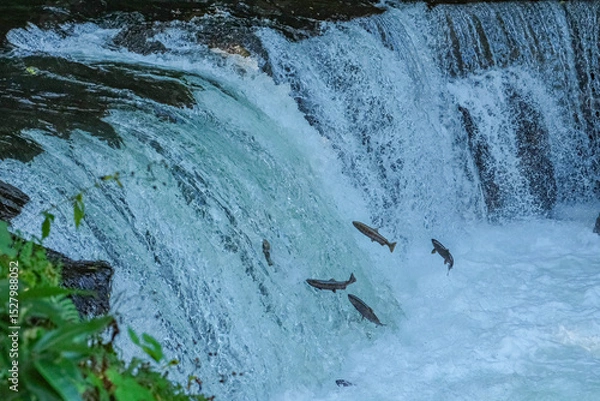 Obraz さくらの滝にサクラマスが遡上する風景 北海道清里町