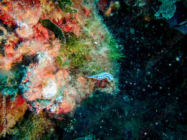 Fototapeta Limace de mer