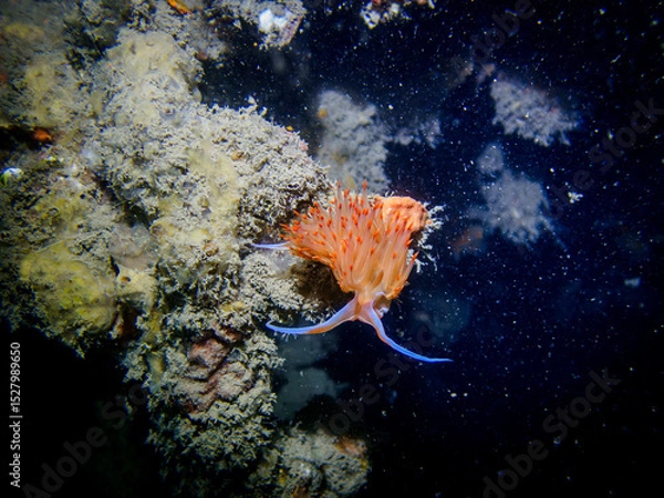 Fototapeta Limace de mer