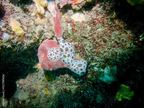 Fototapeta Limace de mer