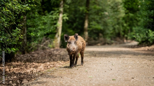 Obraz Curious Wild Boar on Forest Trail in Natural Woodland Habitat Representing Wilderness, Wildlife Exploration, and Outdoor Adventure in Untamed European Nature