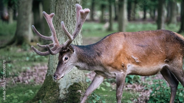 Obraz Red Deer in Velvet Antlers Strolling Through Dense Forest Representing Graceful Wildlife, Natural Majesty, and Woodland Conservation in Autumn Wilderness Scene