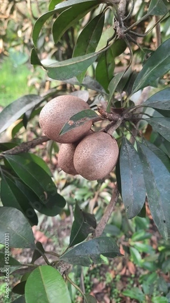 Fototapeta Three sapodilla fruits attached to the tree trunk – a traditional Indonesian fruit