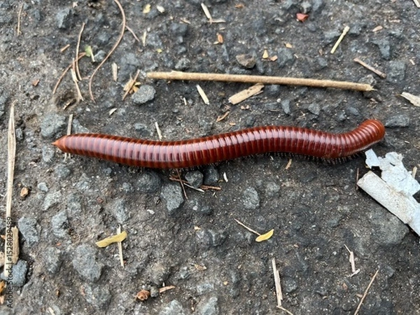 Obraz A detailed shot of a millipede crawling across a rough asphalt surface.