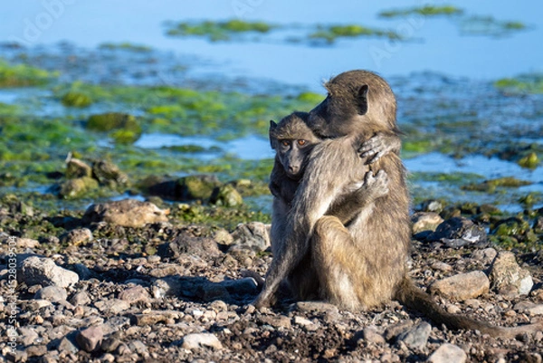 Obraz Baboon love