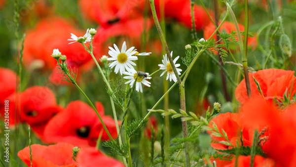 Obraz OLYMPUS DIGITAL CAMERA