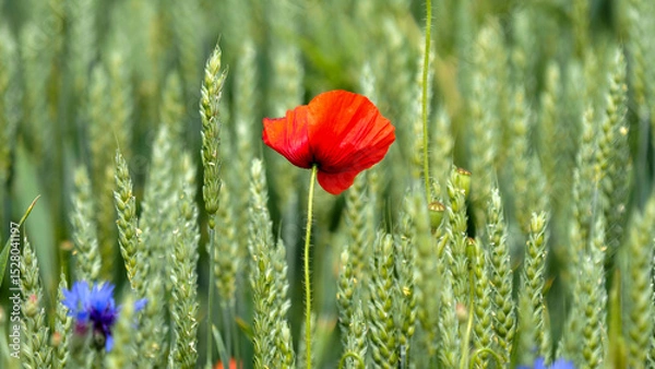 Obraz OLYMPUS DIGITAL CAMERA