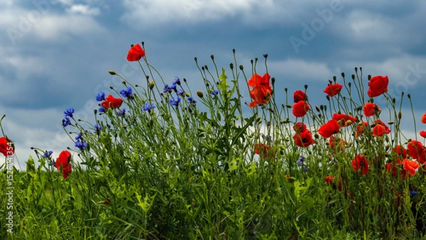 Obraz OLYMPUS DIGITAL CAMERA