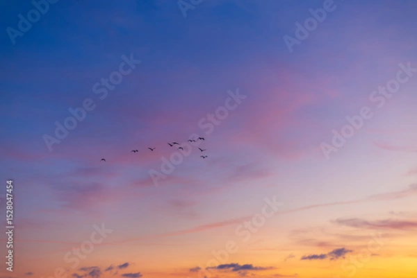 Fototapeta Morning sky and clouds backdrop with silhouettes of flock of birds flying,Small flock of ducks flying in front of clouds lit by early morning sunrise