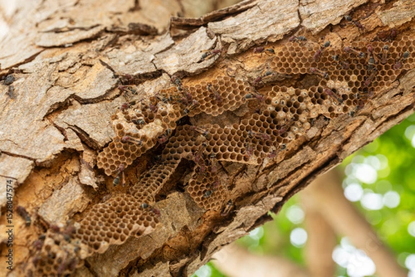 Fototapeta Close-up of a hornet's nest on a branch,Nest of Hornet. Larvae and adults in the nest axis on tree.