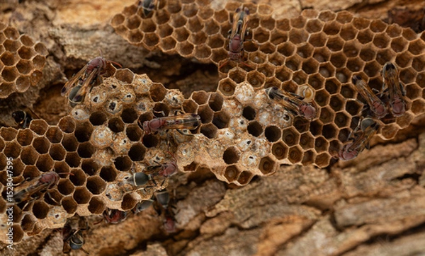 Fototapeta Close-up of a hornet's nest on a branch,Nest of Hornet. Larvae and adults in the nest axis on tree.