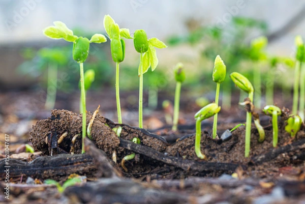 Fototapeta Close-up of green seedlings in the rainy season,Group of green sprouts in the rain.
