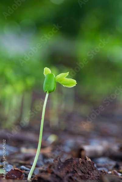 Fototapeta Close-up of green seedlings in the rainy season,Group of green sprouts in the rain.