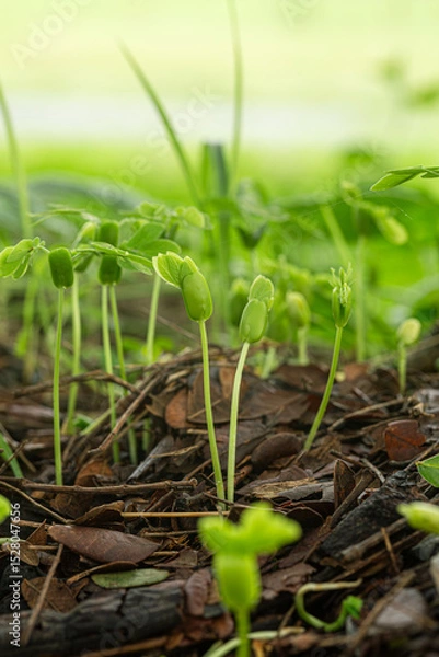 Fototapeta Close-up of green seedlings in the rainy season,Group of green sprouts in the rain.