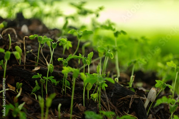 Fototapeta Close-up of green seedlings in the rainy season,Group of green sprouts in the rain.