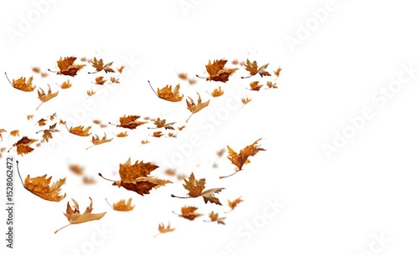 Fototapeta  leaves isolated autumn winter season background falling fall platanus tree wid air w