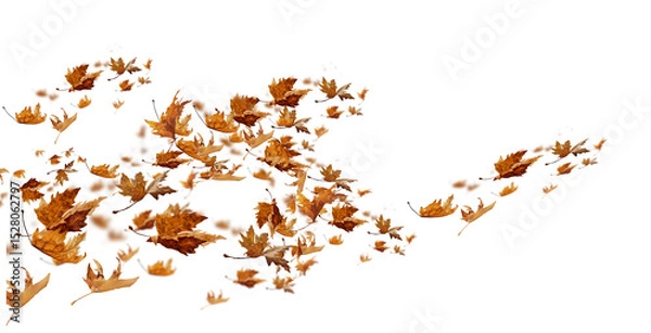 Fototapeta leaf leaves isolated autumn winter season background falling fall platanus tree wid air w