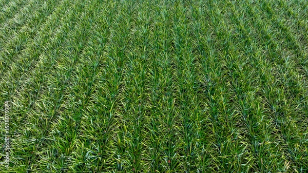 Fototapeta Aerial view pineapple plantation with red soil, Pineapple plantation green plant, Top view Pineapple plantation fields.