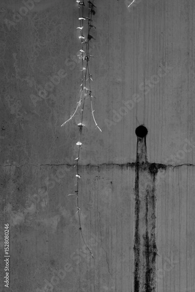 Obraz 古いコンクリートの壁に這うツタ2