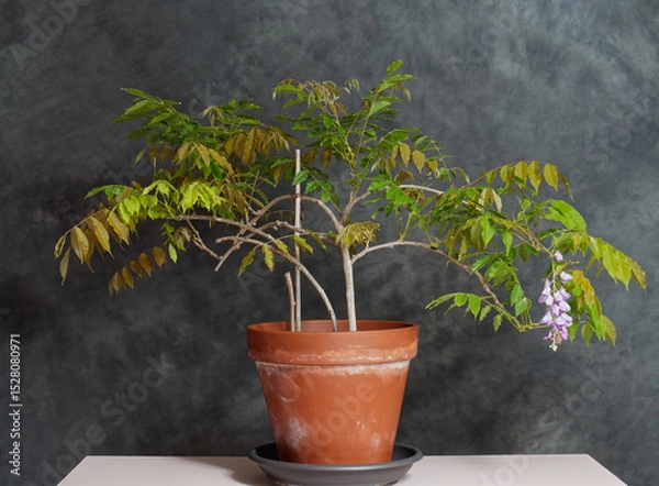 Obraz Wisteria in a pot with its first flower