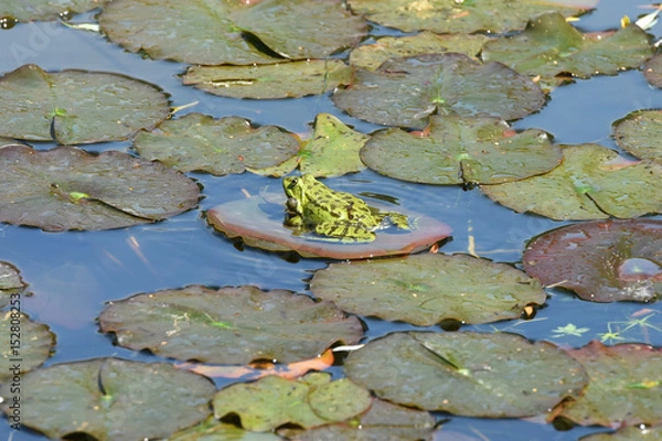 Fototapeta grenouille