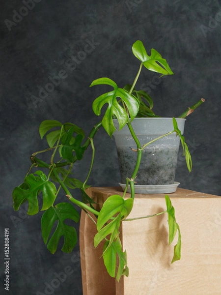 Obraz Monstera en pot devant un fond gris