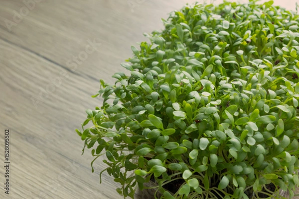 Fototapeta microgreens on wooden table close up