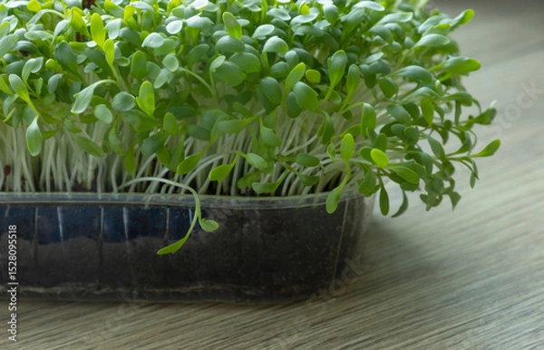 Fototapeta microgreens on wooden table close up