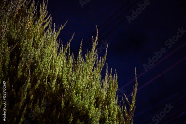 Obraz 夜の植物　心象風景