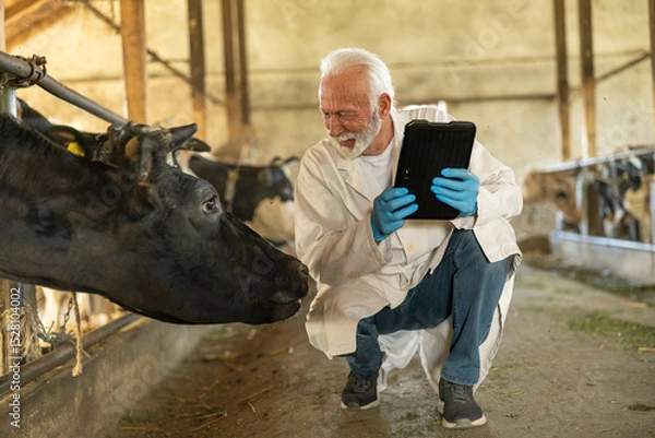 Fototapeta A veterinarian uses a tablet to check on the health of cows in a barn, blending technology and animal care practices effectively.