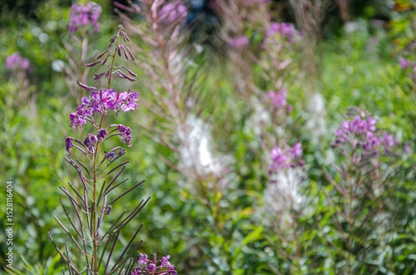 Fototapeta fleurs de montagne dans les Alpes françaises