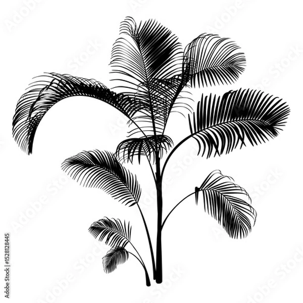 Fototapeta Black Palm Tree isolated on a white background. Desert and tropical houseplants. 
