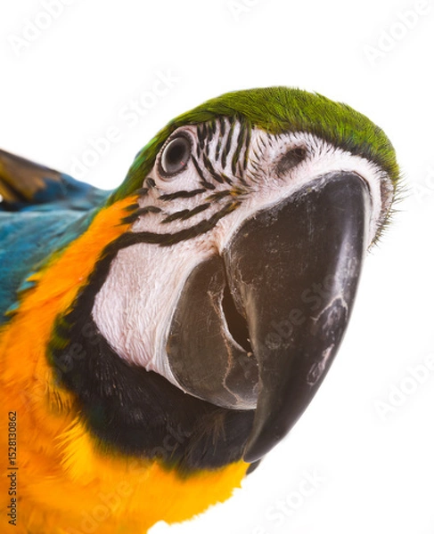 Fototapeta Blue-and-yellow macaw in studio