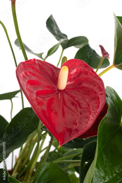 Fototapeta Anthurium andraeanum in studio