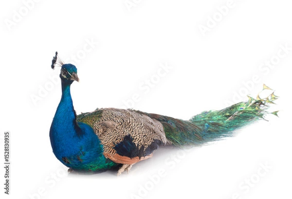 Fototapeta peacock in studio