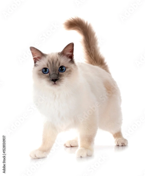 Fototapeta birman cat in studio