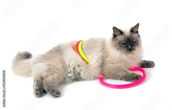 Fototapeta siberian cat in studio