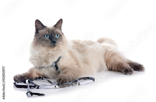 Fototapeta siberian cat in studio