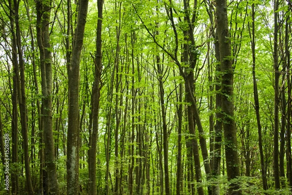 Fototapeta bosco verde
